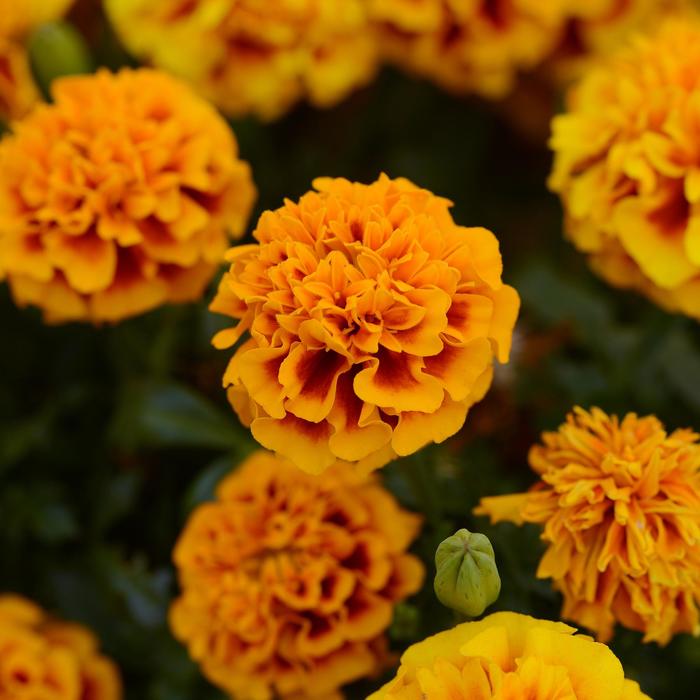 Hot Pak&trade; Flame - Marigold - French from Bloomfield Garden Center
