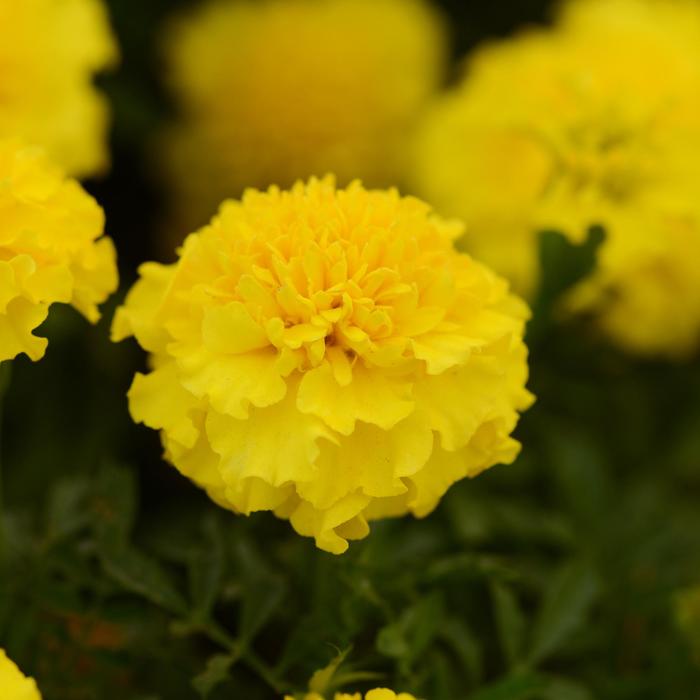 Hot Pak&trade; Yellow - Marigold - French from Bloomfield Garden Center