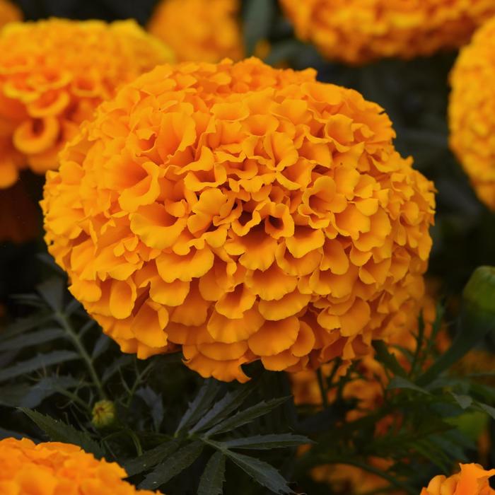 Marvel II Mix - Marigold - African from Bloomfield Garden Center
