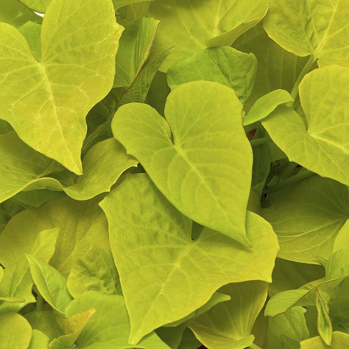 Sidekick&trade; Lime Heart - Ipomoea - Sweet Potato Vine from Bloomfield Garden Center