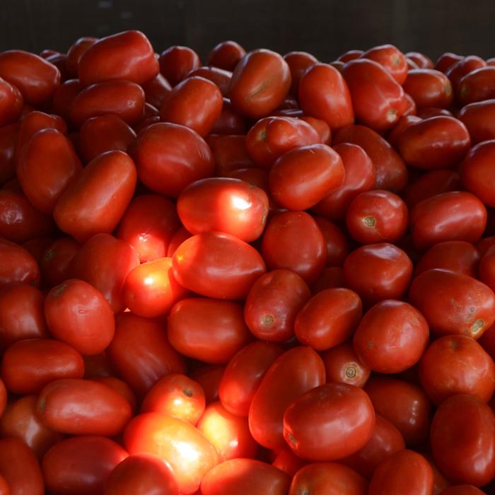 'Roma' Plum Tomato - Tomato - Paste from Bloomfield Garden Center