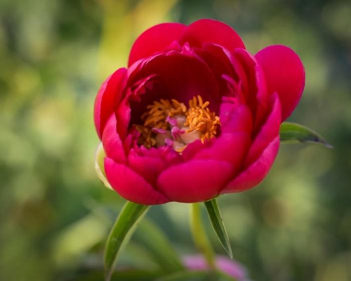Okinawa - Paeonia hybrid from Bloomfield Garden Center