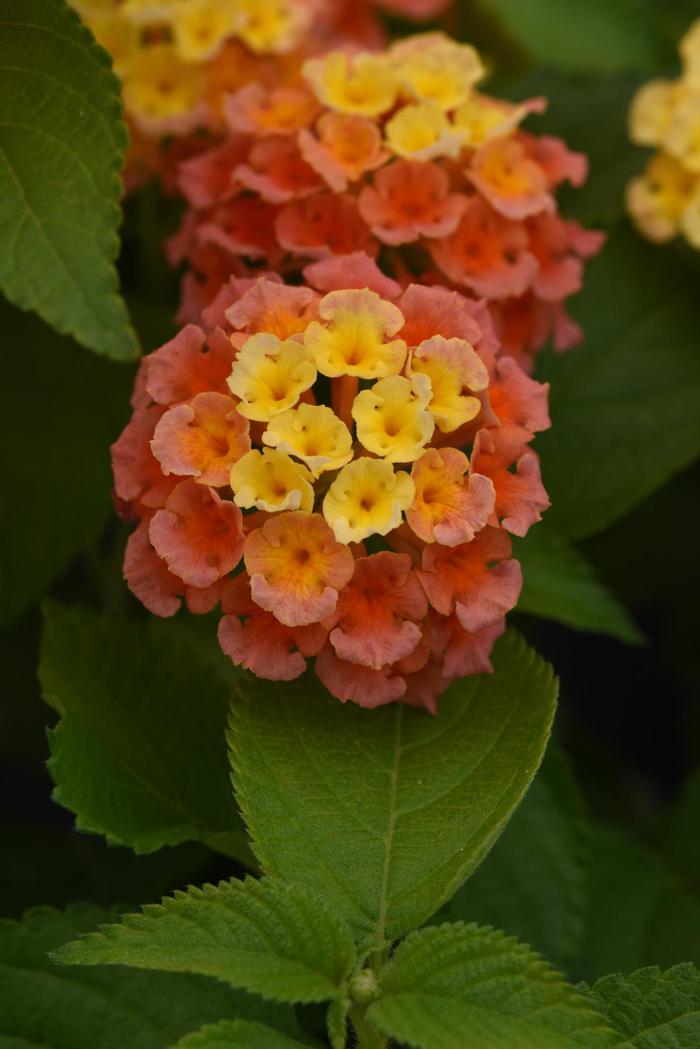 Bloomify™ Mango - Lantana from Bloomfield Garden Center