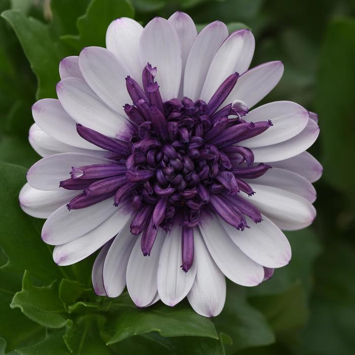 4D&trade; 'Violet Ice' - Osteospermum (African Daisy) from Bloomfield Garden Center