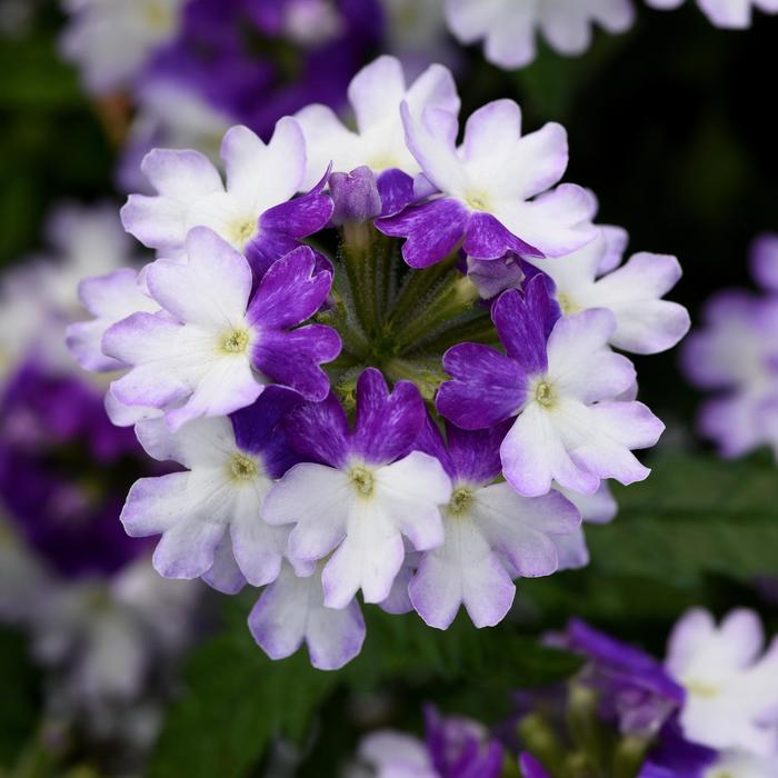 Firehouse&trade; 'Blue Fizz' - Verbena peruviana from Bloomfield Garden Center