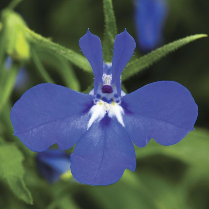 Techno&reg; Dark Blue - Lobelia erinus from Bloomfield Garden Center