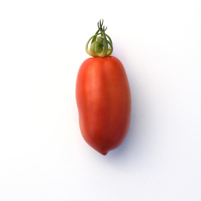 'San Marzano' Tomato - Tomato - Heirloom from Bloomfield Garden Center