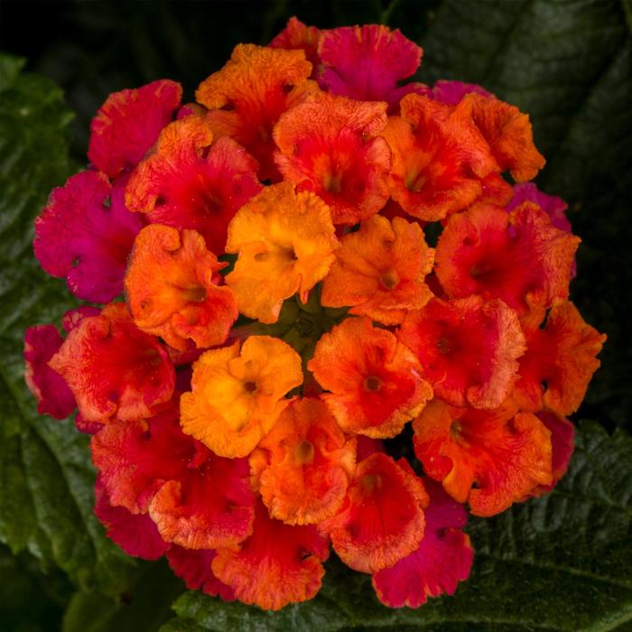 Bandolero&trade; Cherry Sunrise - Lantana camara from Bloomfield Garden Center