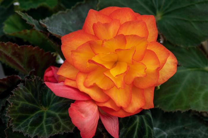 Nonstop&reg; Fire - Begonia x tuberhybrida from Bloomfield Garden Center