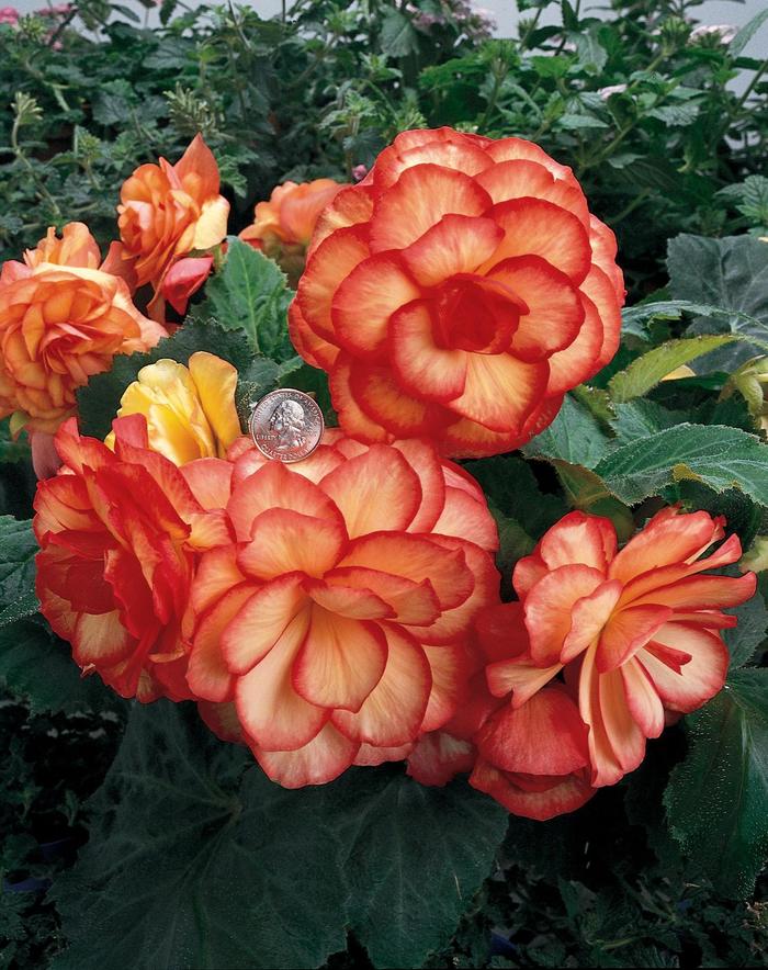 Nonstop&reg; Sunset - Begonia x tuberhybrida from Bloomfield Garden Center