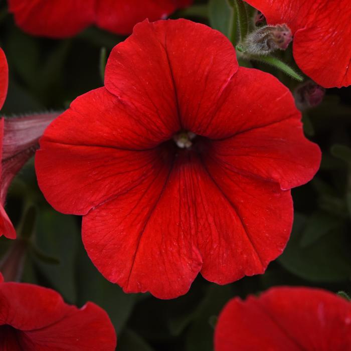 Easy Wave&reg; Red - Petunia - Easy Wave from Bloomfield Garden Center