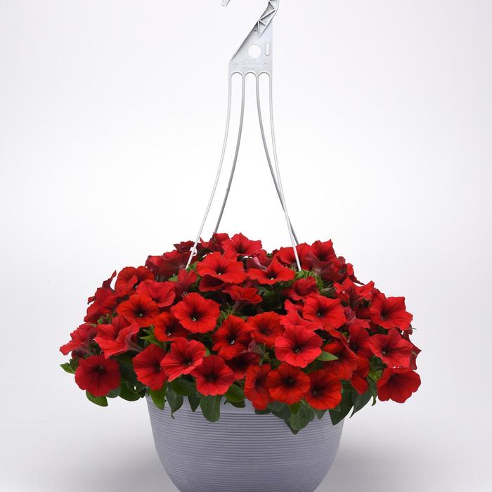 Easy Wave Red - Petunia - Easy Wave from Bloomfield Garden Center