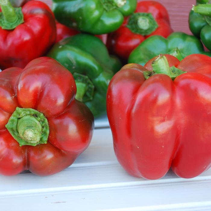 Touchdown - Pepper - Bell Sweet from Bloomfield Garden Center