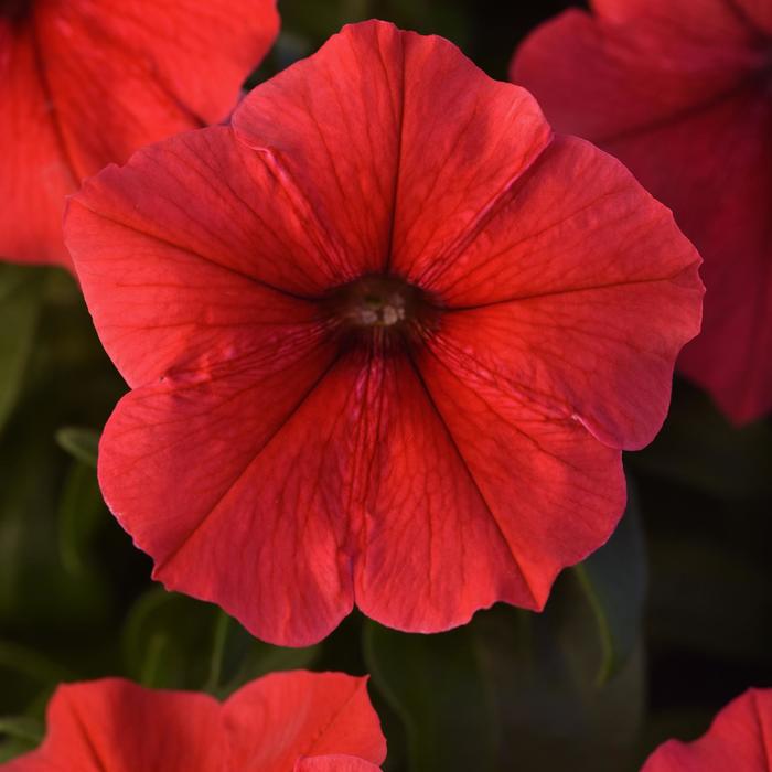 Madness&reg; Red - Petunia from Bloomfield Garden Center