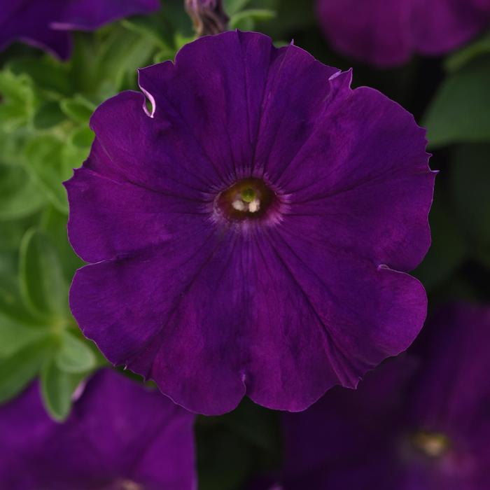 Madness&reg; Royal - Petunia from Bloomfield Garden Center
