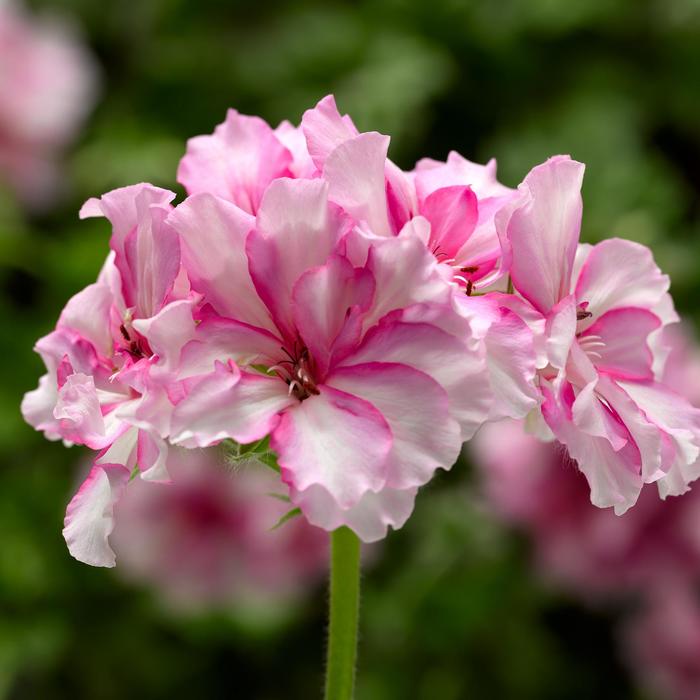Ivy League Cherry Blossom - Geranium - Ivy from Bloomfield Garden Center