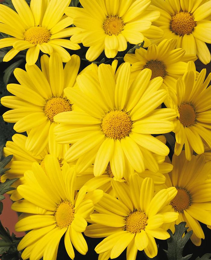 Butterfly - Argyranthemum from Bloomfield Garden Center