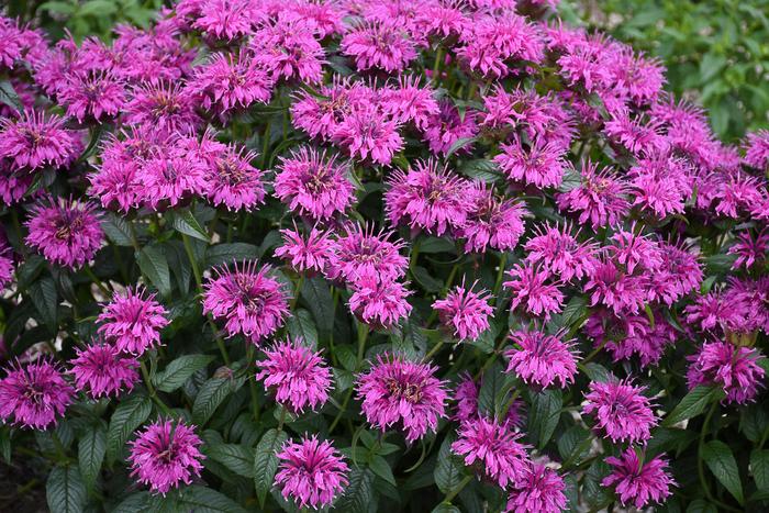 Electric Neon Purple - Monarda - Bee Balm from Bloomfield Garden Center