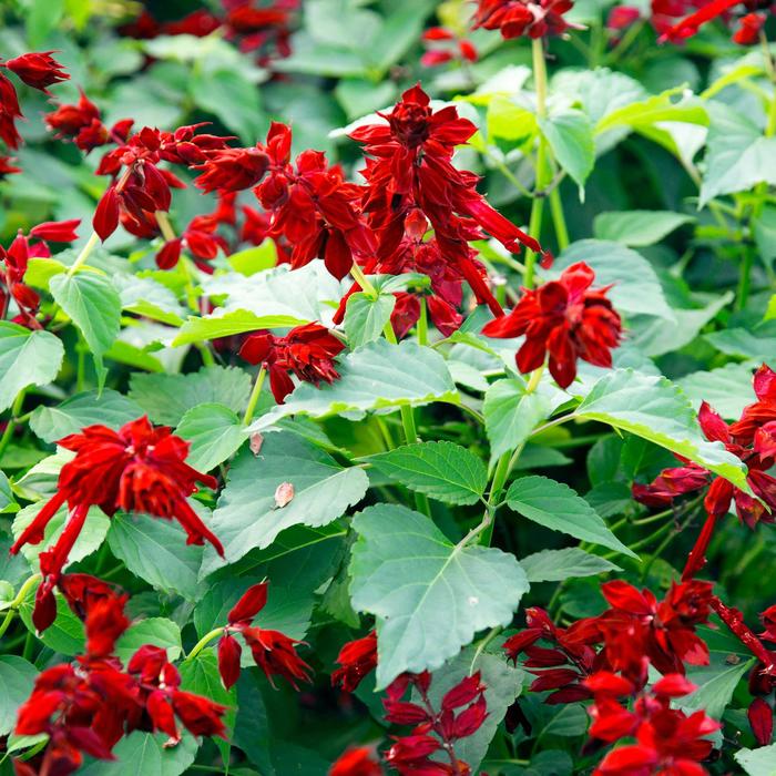Saucy&trade; Red - Salvia splendens from Bloomfield Garden Center
