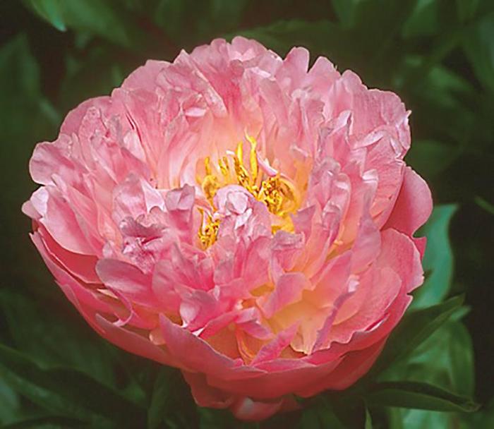 Pink Hawaiian Coral - Paeonia hybrid from Bloomfield Garden Center