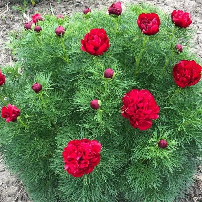 Fern Leaf Peony - Paeonia tenuifolia from Bloomfield Garden Center