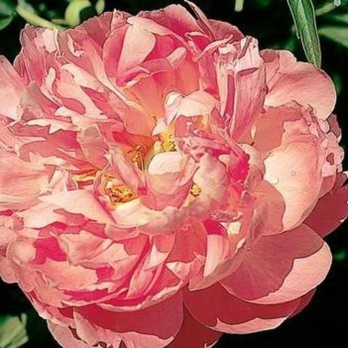 Coral Supreme - Paeonia hybrid from Bloomfield Garden Center