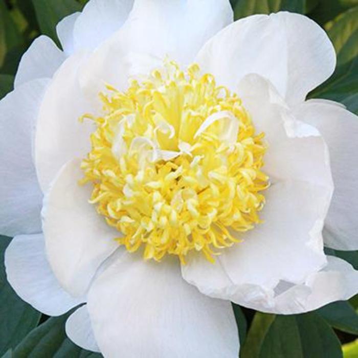 Cheddar Pom Pom - Paeonia lactiflora from Bloomfield Garden Center