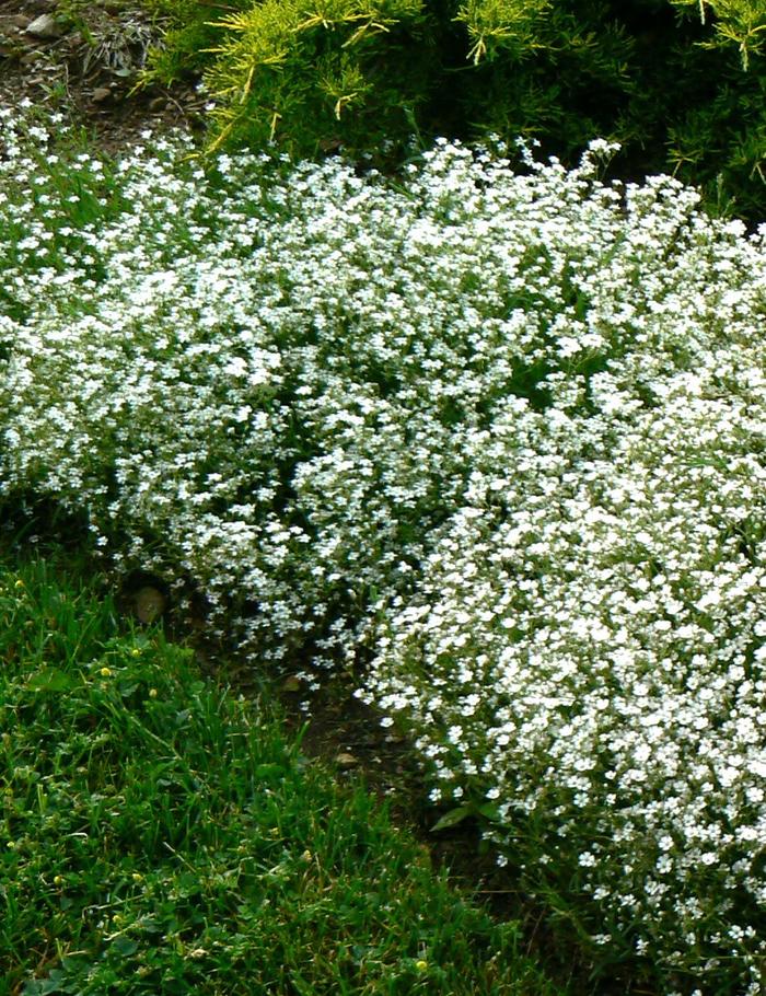 Alba Creeping Baby's Breath - Gypsophila repens from Bloomfield Garden Center