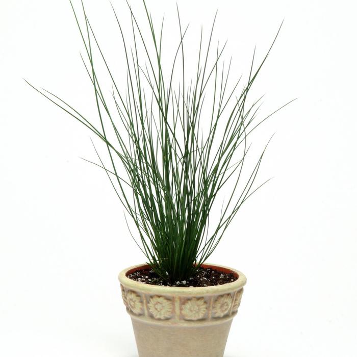 'Blue Dart' Common rush - Juncus inflexus from Bloomfield Garden Center