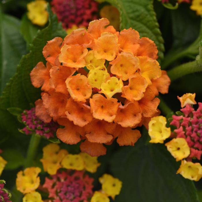 Shamrock&trade; Orange Flame - Lantana camara from Bloomfield Garden Center