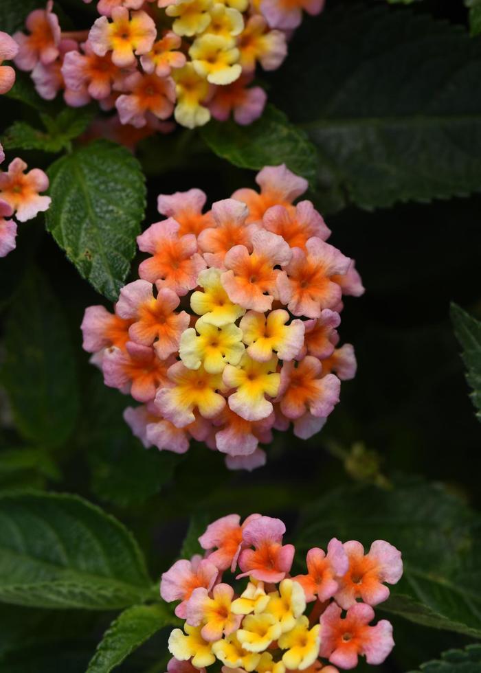 Shamrock&trade; Peach - Lantana camara from Bloomfield Garden Center