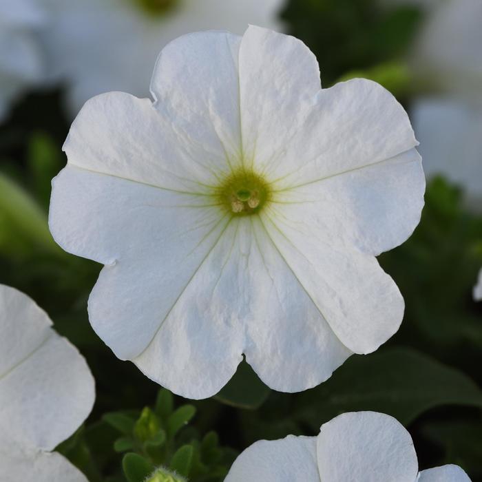 Madness&reg; White Improved - Petunia from Bloomfield Garden Center