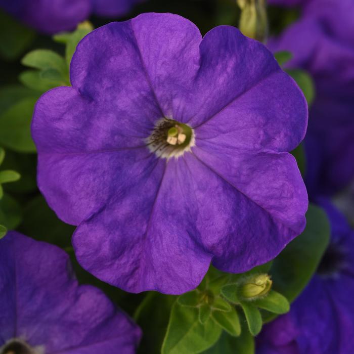 Madness&reg; Mid-Blue Petunia - Petunia from Bloomfield Garden Center