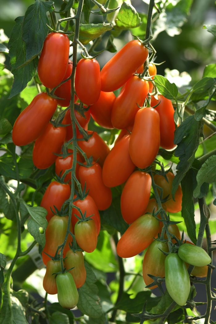 Marzito - Tomato - Paste from Bloomfield Garden Center