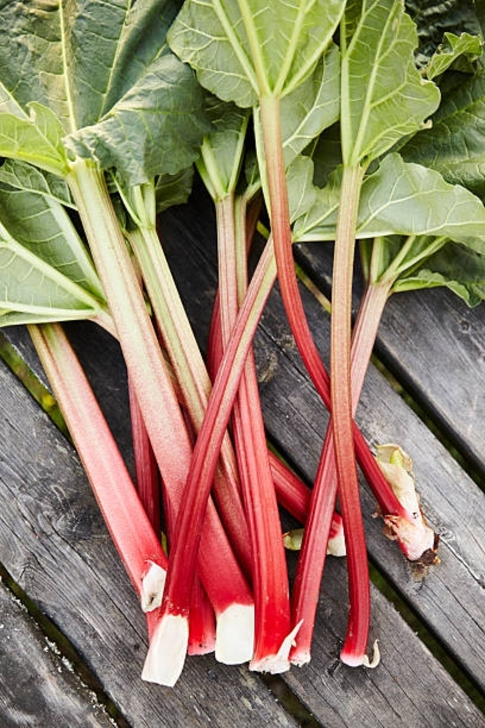 Victoria - Rhubarb from Bloomfield Garden Center