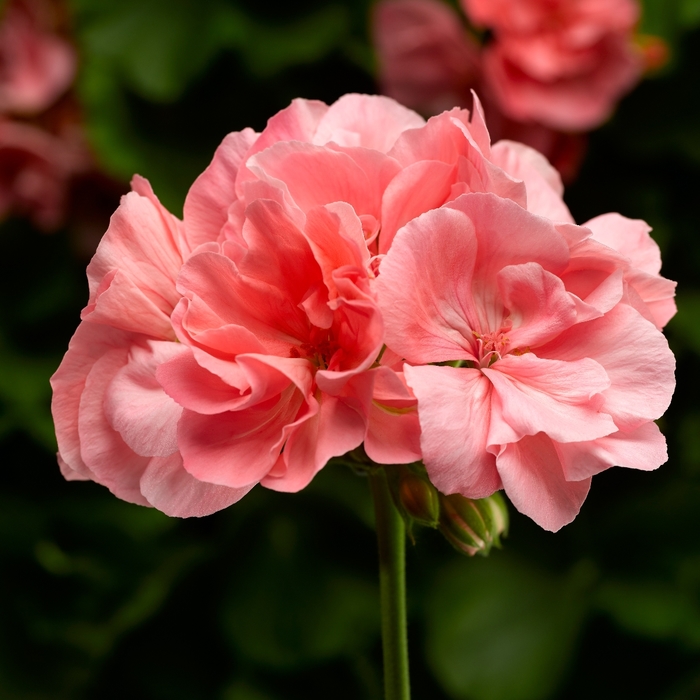 Calliope Large Salmon - Geranium - Interspecific from Bloomfield Garden Center