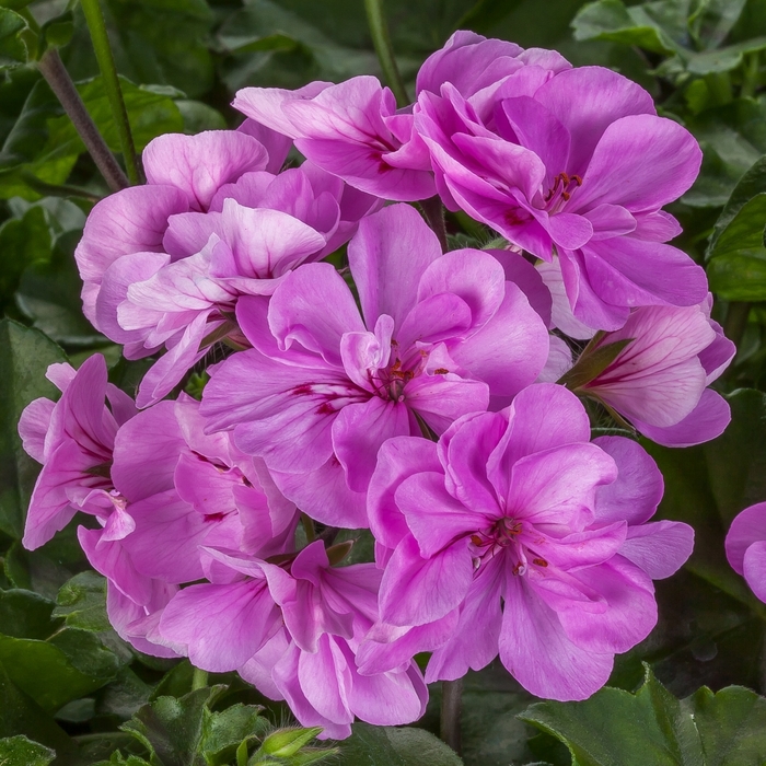 Ivy League Lavender Light - Geranium - Ivy from Bloomfield Garden Center