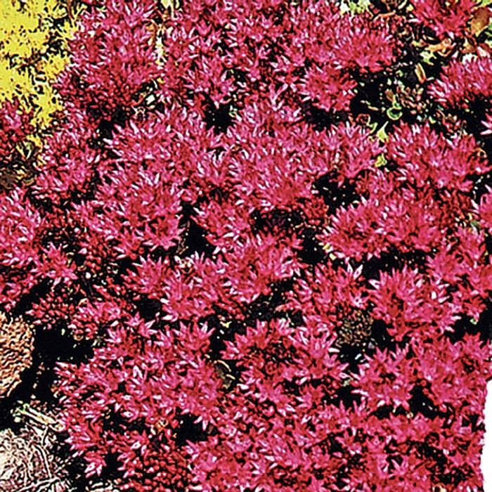 Dragon's Blood - Sedum Stonecrop from Bloomfield Garden Center