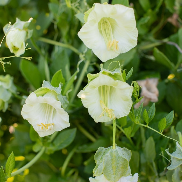 Cup and Saucer Vine White - Cobaea scandens from Bloomfield Garden Center