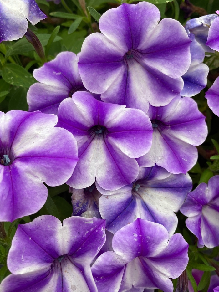 Crazytunia® Blue Ice - Petunia - Premium from Bloomfield Garden Center