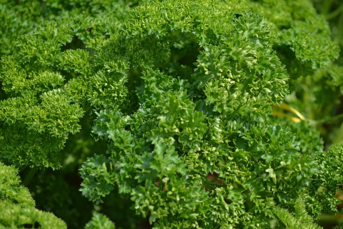 Triple Curled (Moss) - Parsley from Bloomfield Garden Center