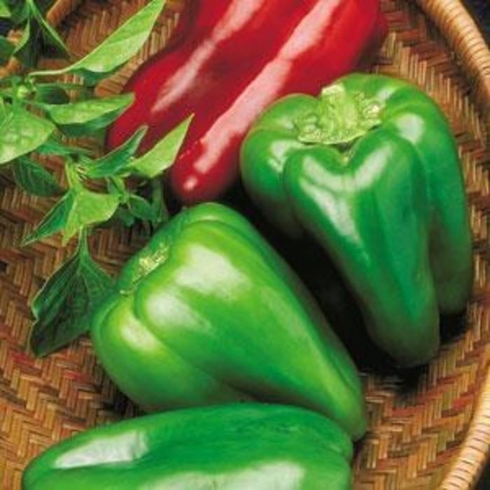 Keystone Giant - Pepper - Bell Sweet from Bloomfield Garden Center