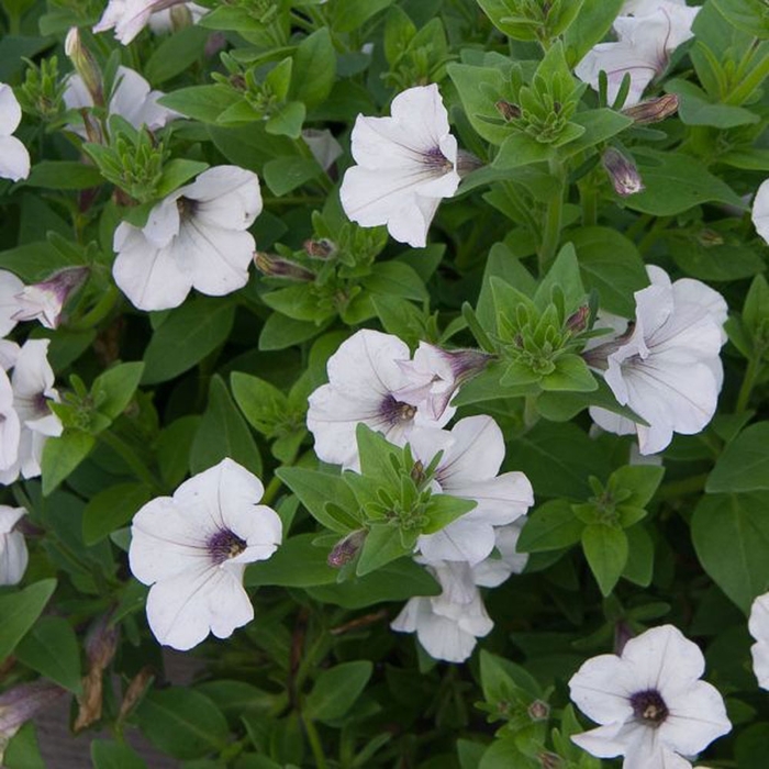 DuraBloom Silver - Petunia - Premium from Bloomfield Garden Center