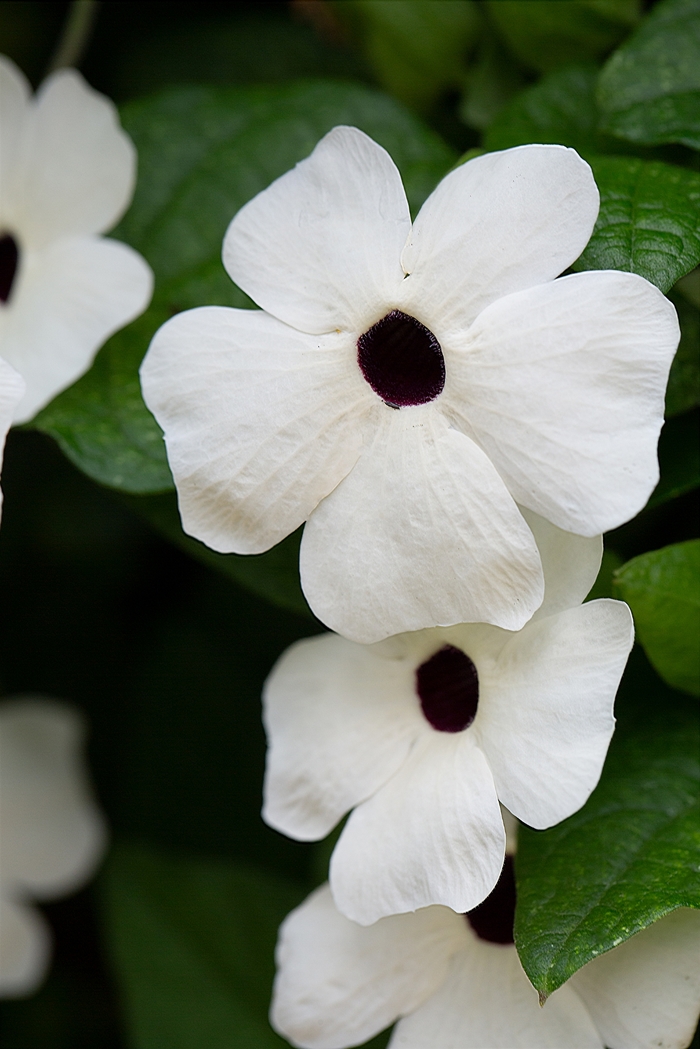 Tower Power White - Thunbergia - Black-eyed Susan Vine from Bloomfield Garden Center