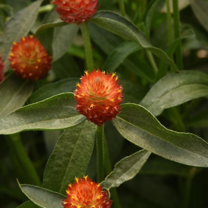 'Qis Orange' - Gomphrena haageana from Bloomfield Garden Center