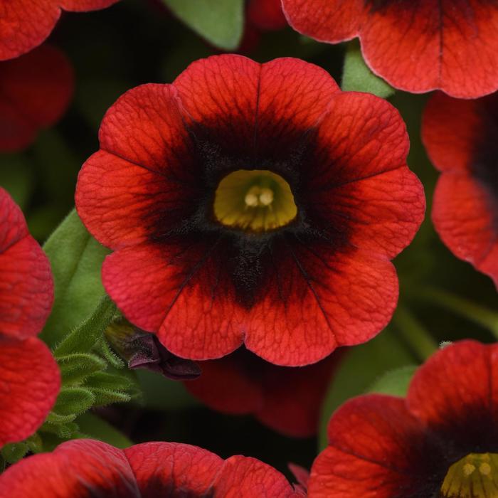 Cha-Cha&trade; 'Red Kiss' - Calibrachoa from Bloomfield Garden Center