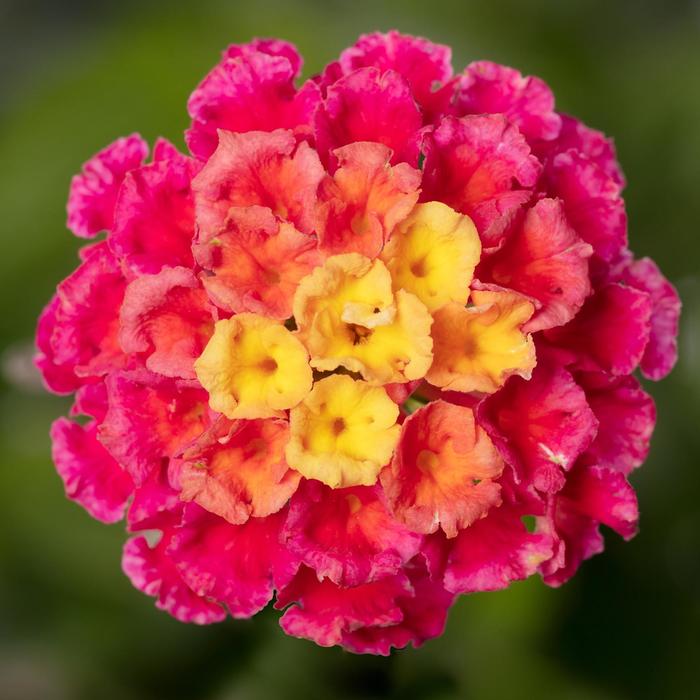 Bandolero&trade; Lychee - Lantana camara from Bloomfield Garden Center