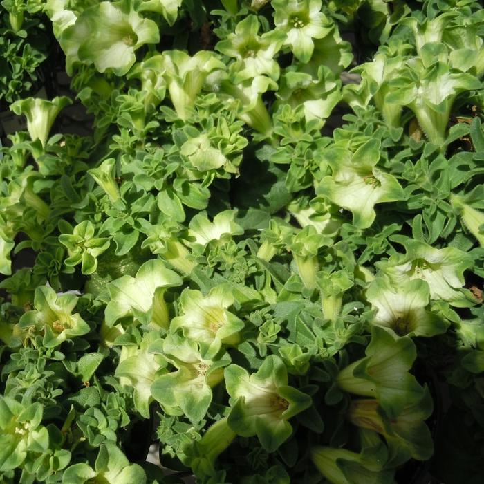 'Ray&trade; Pistachio Cream' - Petunia - Premium from Bloomfield Garden Center