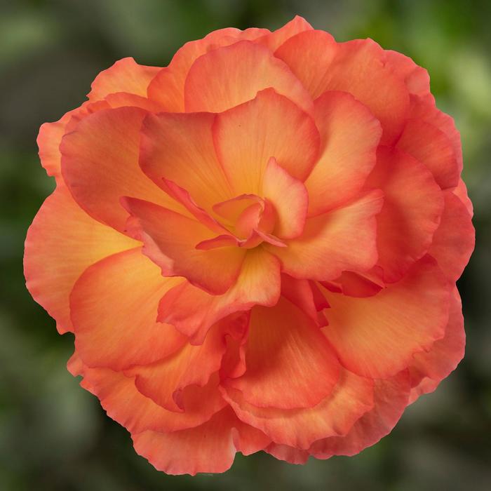Limitless&trade; Sorbet - Begonia tuberhybrida (Tuberous Begonia) from Bloomfield Garden Center