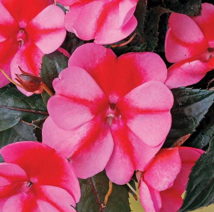SunPatiens&reg; Compact Red Candy&reg; - Impatiens from Bloomfield Garden Center